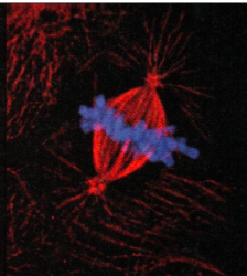<p><span><span>Metaphase- chromosomes line up in the middle&nbsp;</span></span></p>