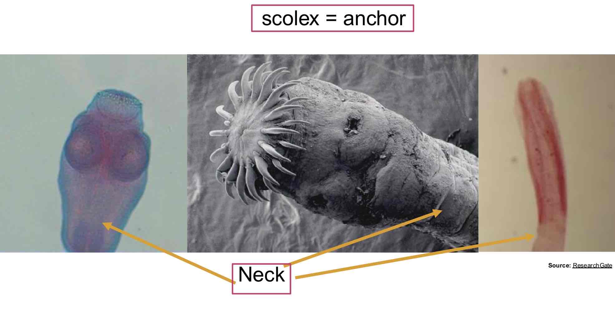 <p>Scolex → Neck → Strobila (proglottid is a single segment)</p>