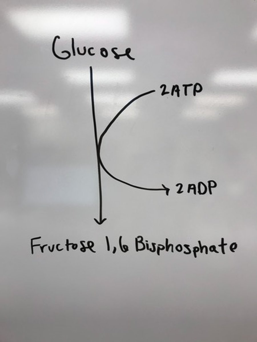 <p>Initial phase of glycolysis consuming ATP - uses 2 ATP</p>