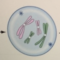 <p>Prophase (1st phase)</p>