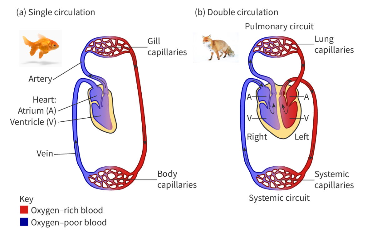 <p><span>Bony fish have a&nbsp;</span>single circulatory system. This means that to complete one circulation around the body, blood has to pass through the heart once.</p><p></p><p style="text-align: start"><span>In contrast, mammals have a&nbsp;</span>double circulatory system. This means that to complete one circulation around the body, blood has to pass through the heart twice (<strong>Figure 1</strong>). This double circulation is composed of:</p><ul><li><p><span>the&nbsp;pulmonary circulation, where blood is pumped from the heart to the lungs, and then returned to the heart, and</span></p></li><li><p><span>the&nbsp;systemic&nbsp;circulation, where blood is pumped from the heart to the rest of the organism and back to the heart</span></p></li></ul>