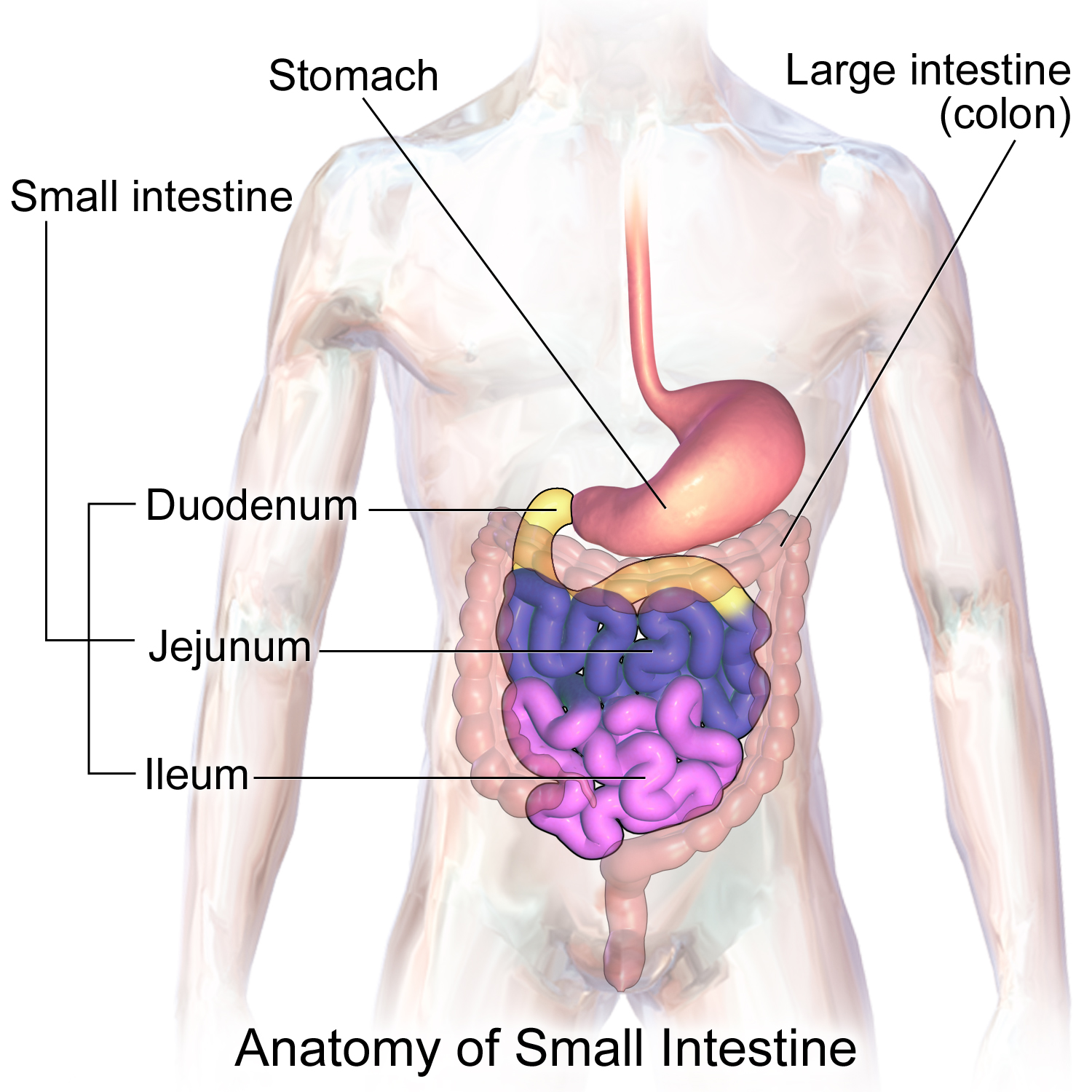 <p>duodenum</p><p>jejunum</p><p>ileum</p>