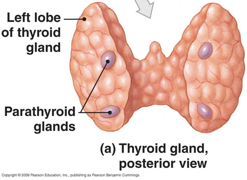 <p>Four glands embedded in the posterior surface of the thyroid gland </p><p>Secretes PTH</p>