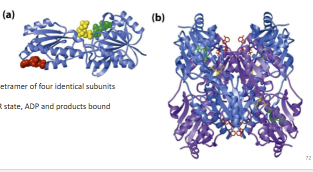 <ul><li><p><span style="font-family: sans-serif">ADP allosterically activates phosphofructokinase -1 </span></p></li><li><p><span style="font-family: sans-serif">overall pathway of glycolysis results in net synthesis of ATP from ADP</span></p></li><li><p><span style="font-family: sans-serif">high levels of ADP indicate a need for ATP synthesis, and ADP binds to phosphofructokinase-1 and activates it, turning on the glycolysis pathway</span></p></li></ul>