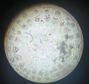 dicot stem