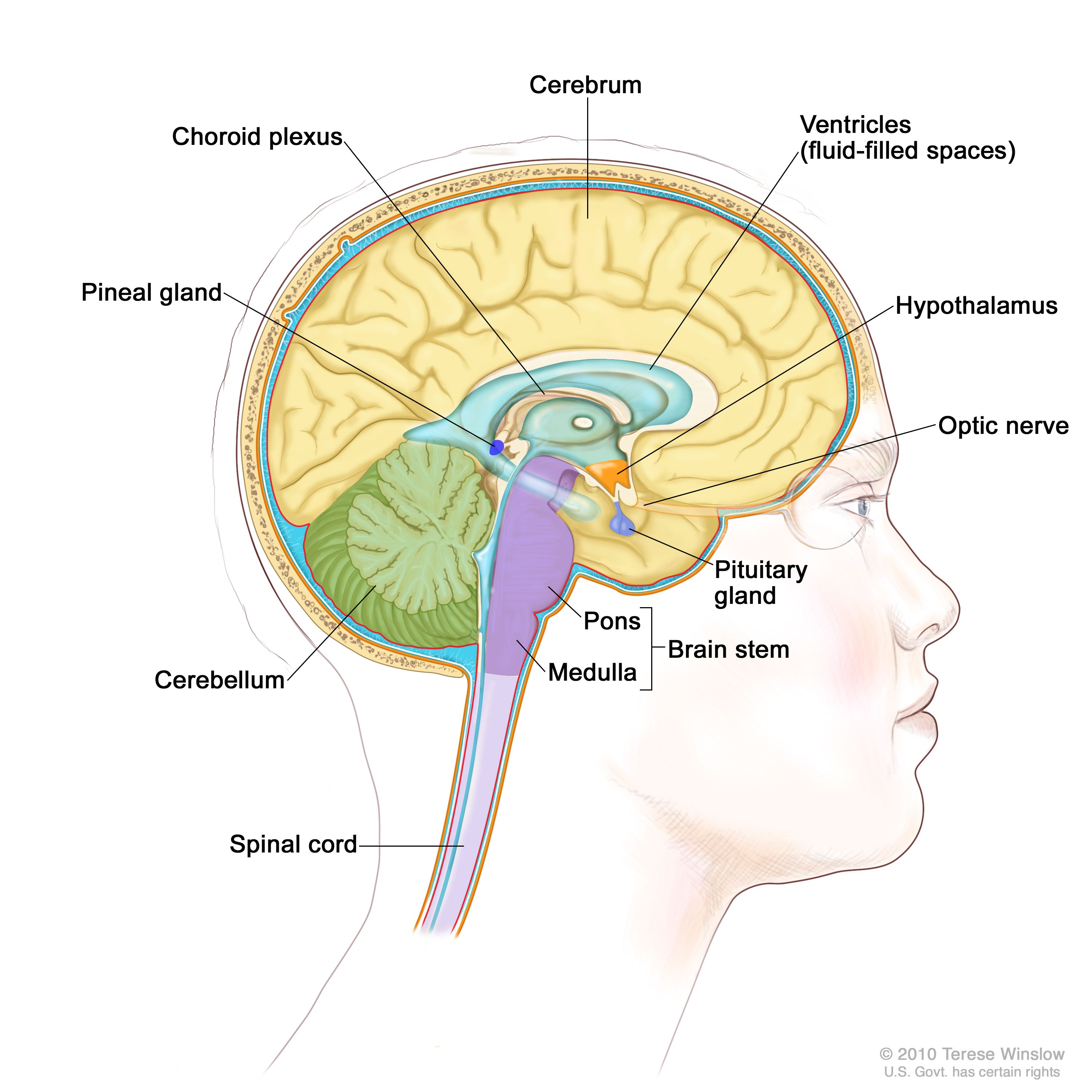 <ul><li><p>Under the thalamus</p></li><li><p>Important autonomic nervous system center</p></li><li><p>Maintains homeostasis and directly controls most of the body’s hormone production:</p><ul><li><p>Helps regulate body temperature</p></li><li><p>Controls water balance</p></li><li><p>Regulates metabolism</p></li></ul></li><li><p>An important part of the limbic system (emotions)</p></li><li><p>The pituitary gland is attached to the hypothalamus</p></li></ul><p></p>