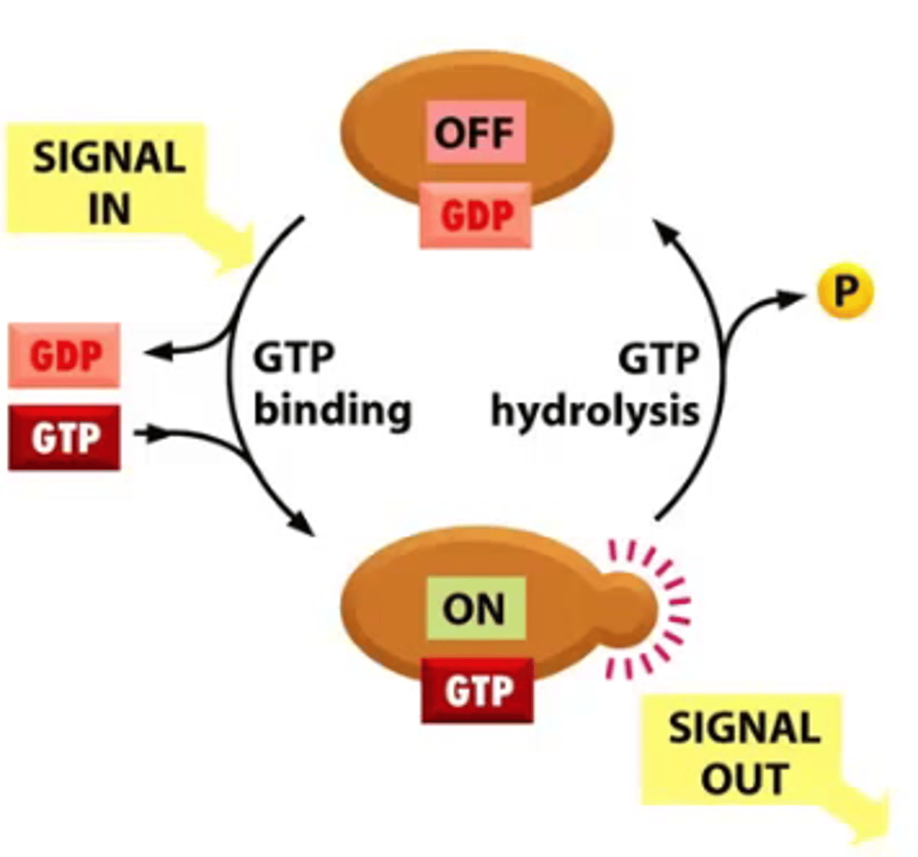 <p>∙Toggles between active and inactive depending on whether they have GTP or GDP bound</p><p>∙GTP-binding proteins possess GTP-hydrolyzing (GTPase) activity</p><p>→GTP binding proteins are active when they are bound to GTP</p><p>∙Two main types of GTP-binding proteins:</p><p>1. Large, trimeric GTP-binding proteins (AKA: G-proteins)</p><p>2. Monomeric GTPases</p>
