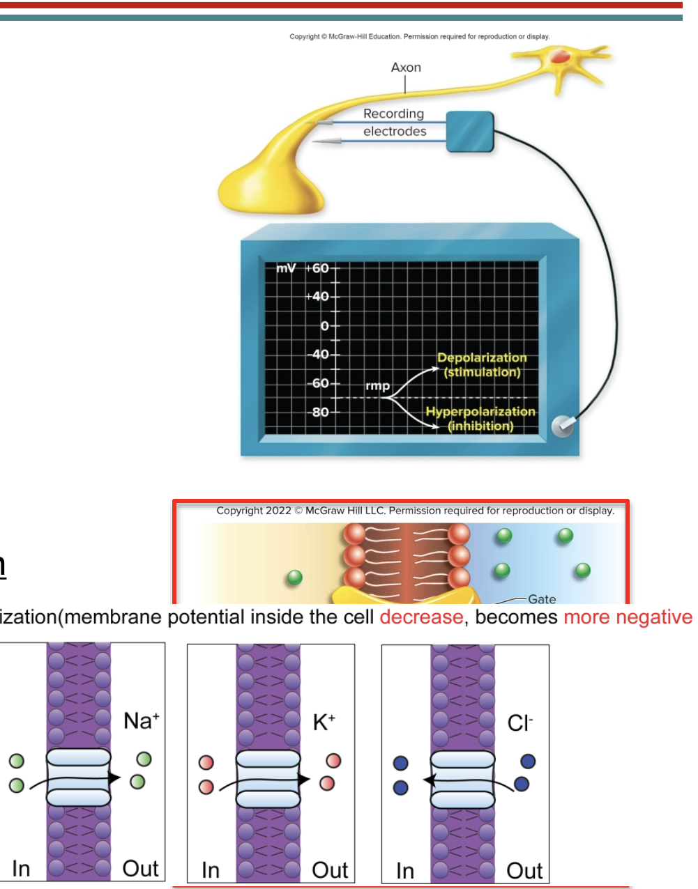 <ul><li><p><strong>neurons and muscle cells </strong>can change their membrane potentials</p></li><li><p><strong>excitability</strong>: the property of a neuron to produce <strong>electrical activity</strong> (change in membrane potential)</p></li><li><p>caused by changes in the permeability to certain ions</p></li><li><p>i<strong>ons will follow their electrochemical gradient:</strong> combination of concentration gradient and attraction to opposite charges</p></li><li><p><strong>ion currents</strong>: flow of ions which occur where ion channels are located</p></li></ul><p></p>