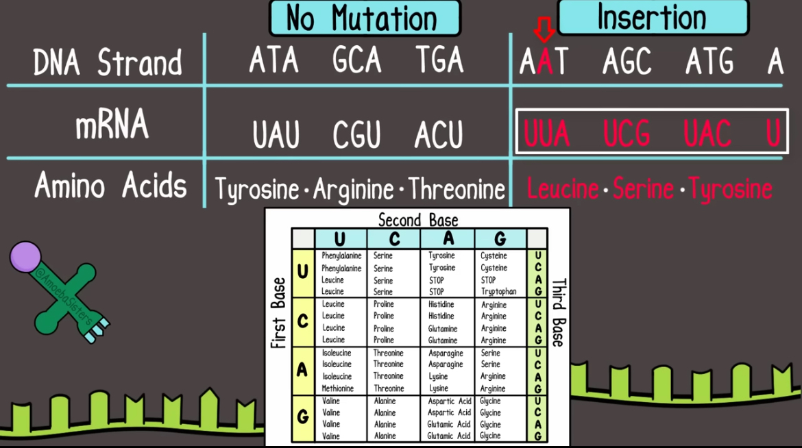 <p>Caused by insertion or deletion mutations</p><p>“Shifting” the whole reading frame. How you divide mRNA into codons is shifted.</p><p>This causes mRNA to code for diff amino acids </p>