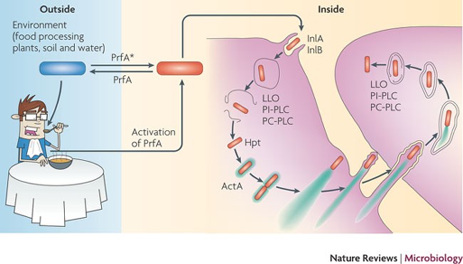 <p>ActA reorganizes actin to form <strong>"rocket tails,"</strong> enabling movement and cell-to-cell spread.</p>