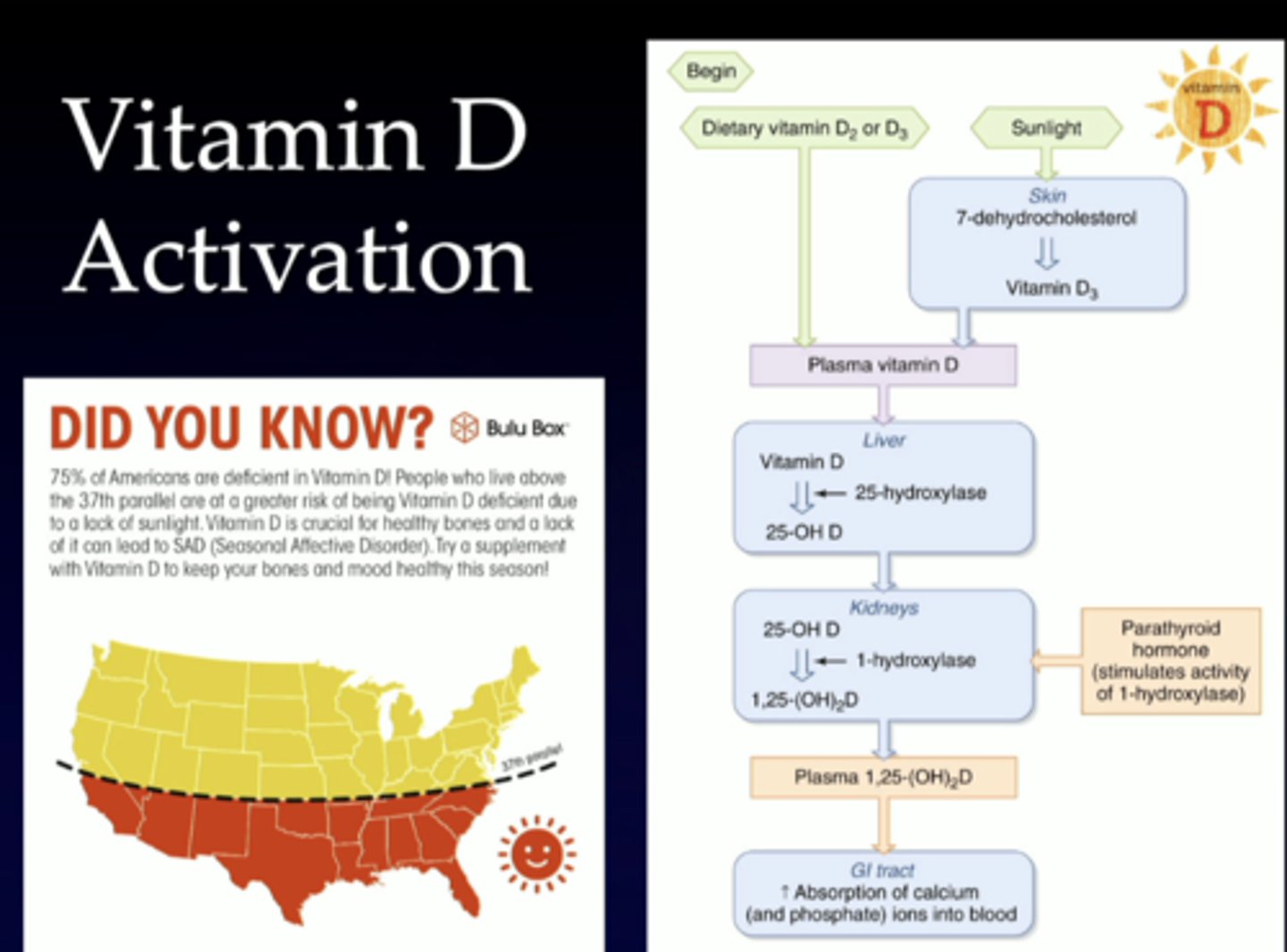<p>dont need to memorize this, just showing how important the sun is in vitamin D production</p>