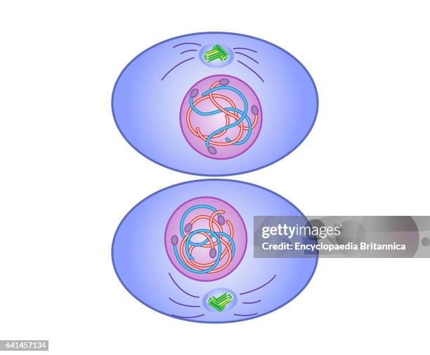 <p>Part of cell division in which the cytoplasm is divided between the 2 new daughter cells</p>