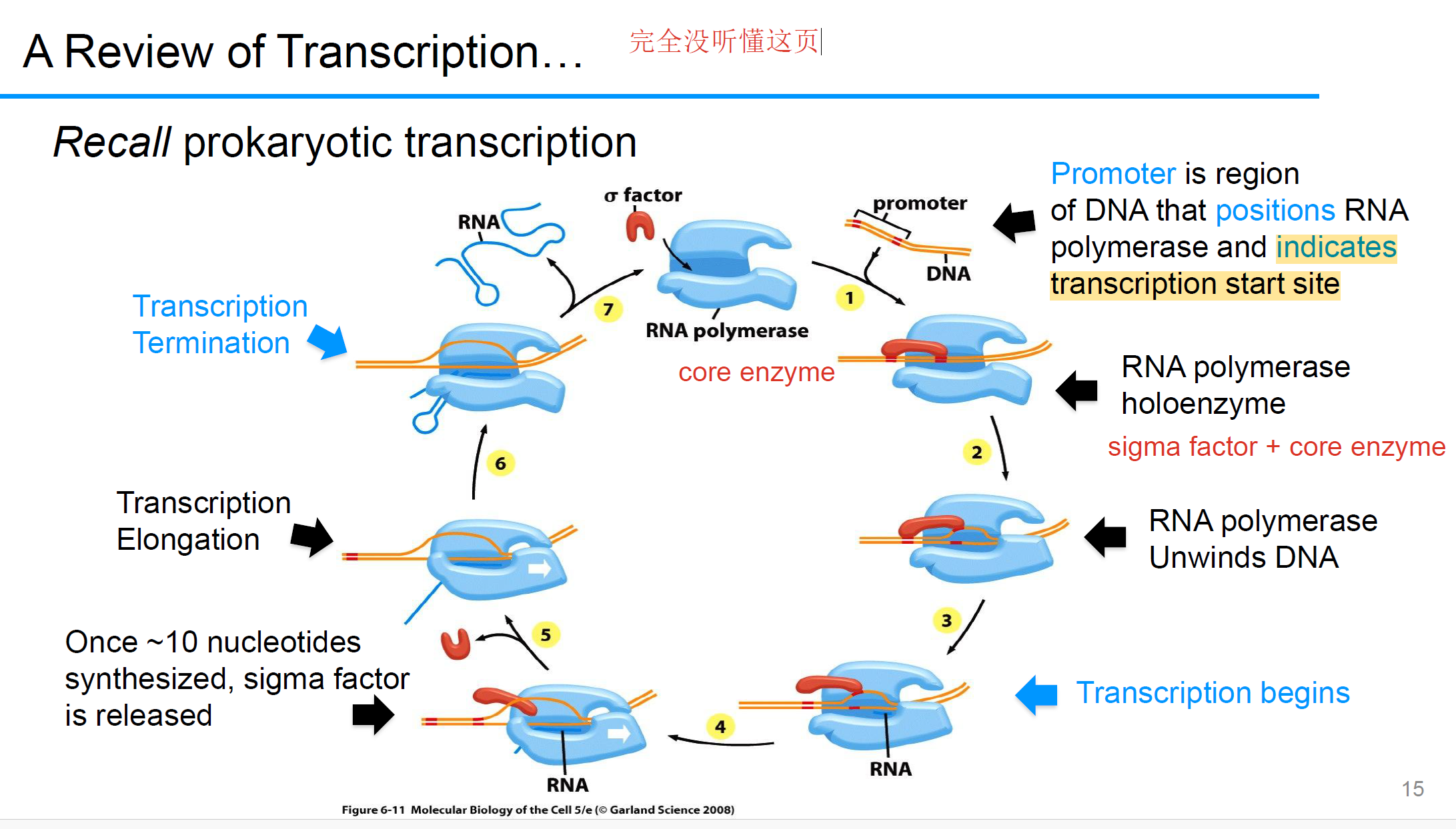 <p><strong>σ factor</strong> bind 启动子<strong>promoter</strong>; RNA Polymerase <strong>holoenzyme</strong>(polymerase core enzyme 加上σ factor)开始组装; 然后RNA Polymerase 打开（unwind） the DNA, 转录开始; 一旦 RNA polymerase 生成大概 10 个核苷酸 of RNA, 释放 σ factor; 然后<strong>RNAP and DNA</strong> goes to <strong>Elongation</strong>; 当遇到<strong>Termination signal</strong>，释放新转录的RNA; 这些信号通过形成 RNA<strong> hairpin</strong>来导致RNA polymerase不稳定（de<strong>stabilizes</strong>）</p>