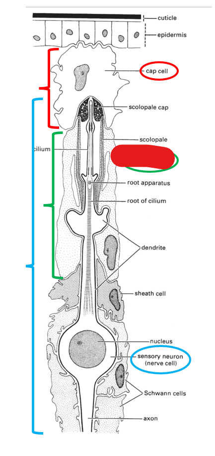 <p>what is this portion of the scolopidium (making up chordotonal organs) called?</p>