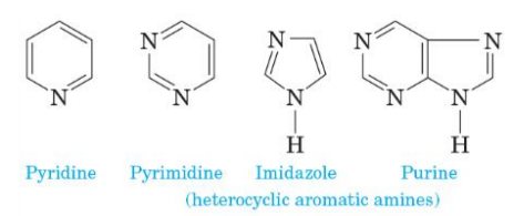 <p>amine nitrogen is part of an aromatic ring</p>