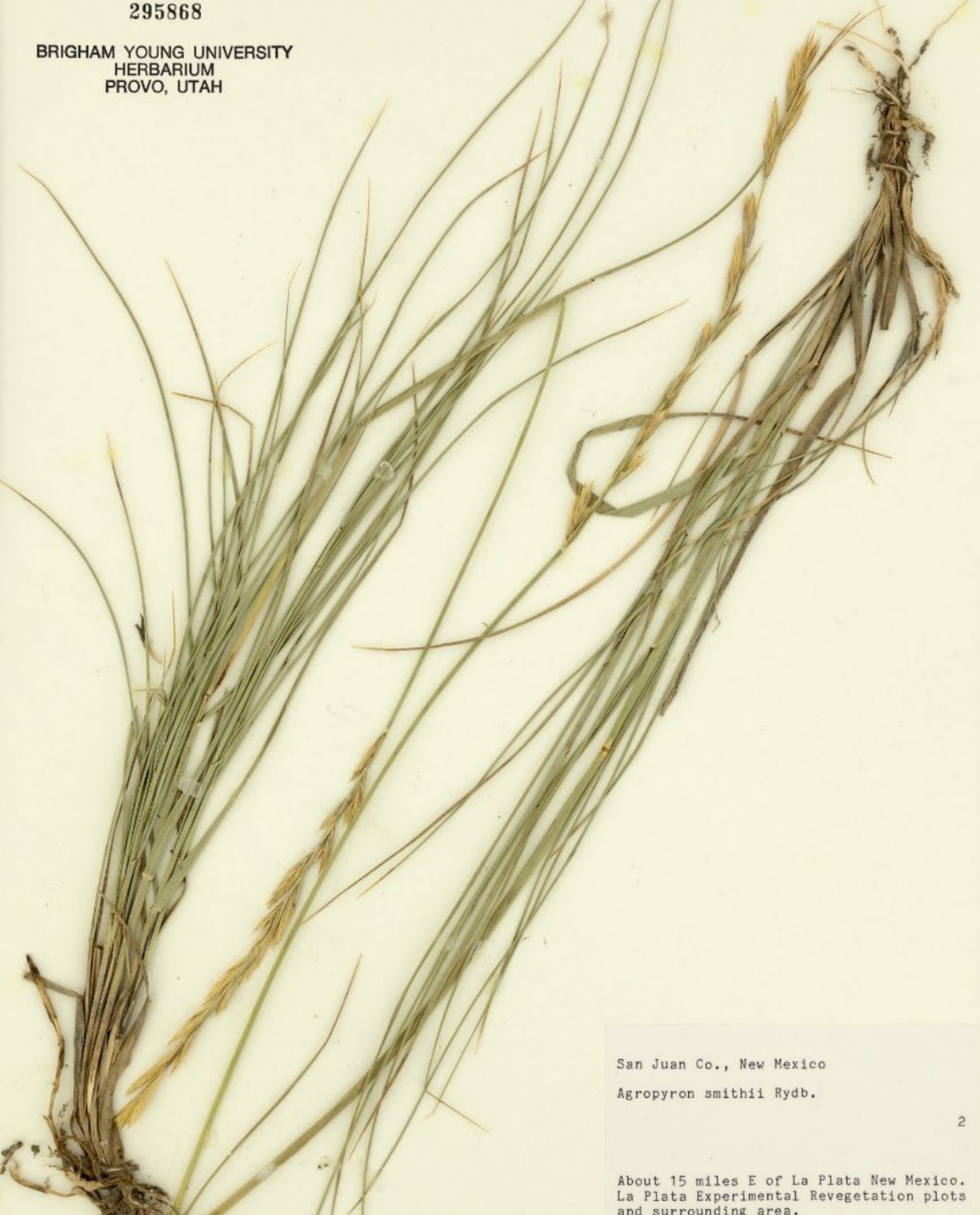<p>Smooth glumes, ½ length of spikelet</p><p>Spikelets fan out a little, overlap ½ to ¾ </p><p>strongly raised veins on leaves </p>