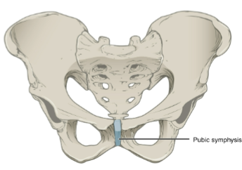 <p>intervertebral discs</p><p>pubic symphysis </p><p>manubriosternal joint</p>