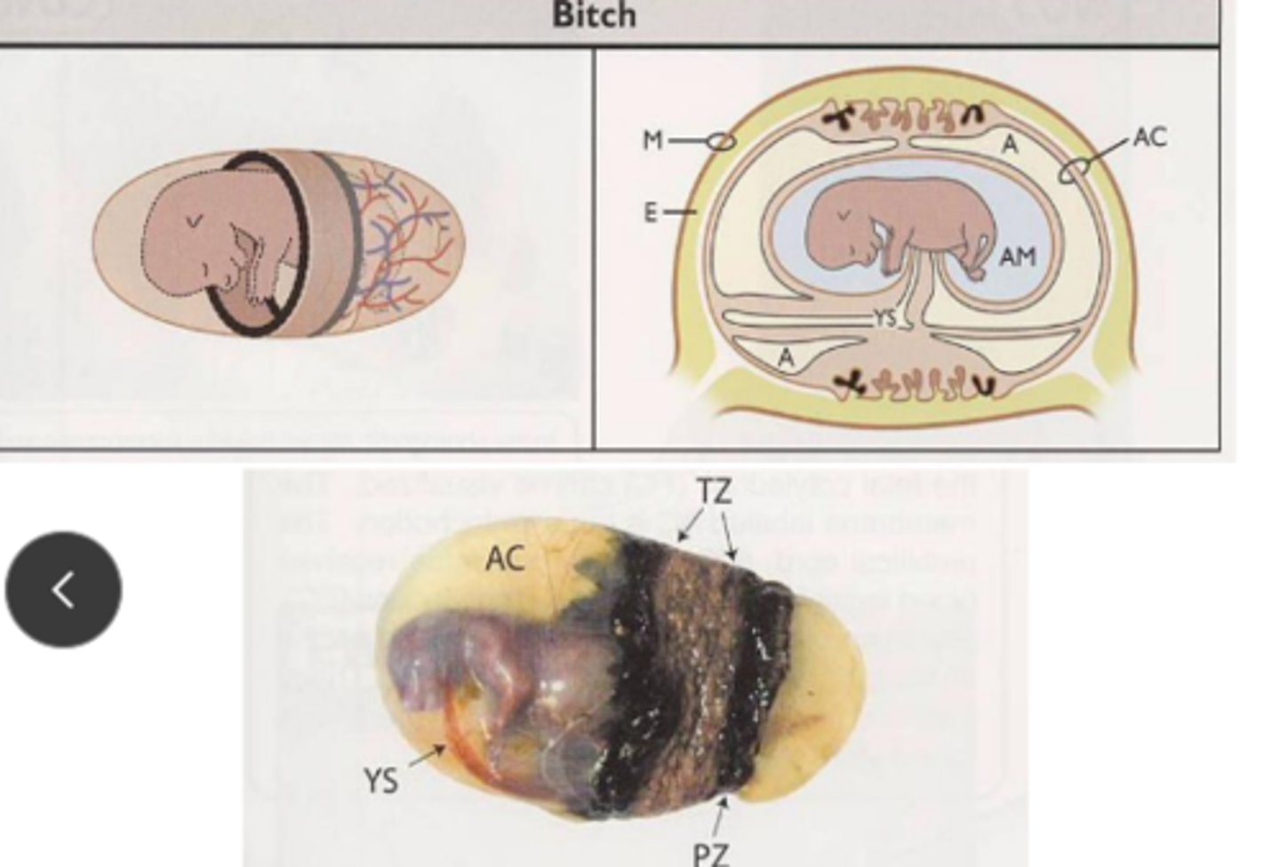 <p>1. bandlike zone of chorionic villi aka transfer zone</p><p>2. second region on either end on original band called paraplacenta (iron transport)</p><p>3. clear regions for direct absorption of materials from uterus</p>