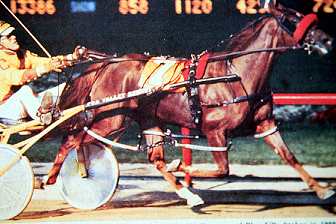 <p> 14.2 to 16.2 hands 850 to 1150 lbs, originated in America used for sulky races, used to pull people</p><p></p>