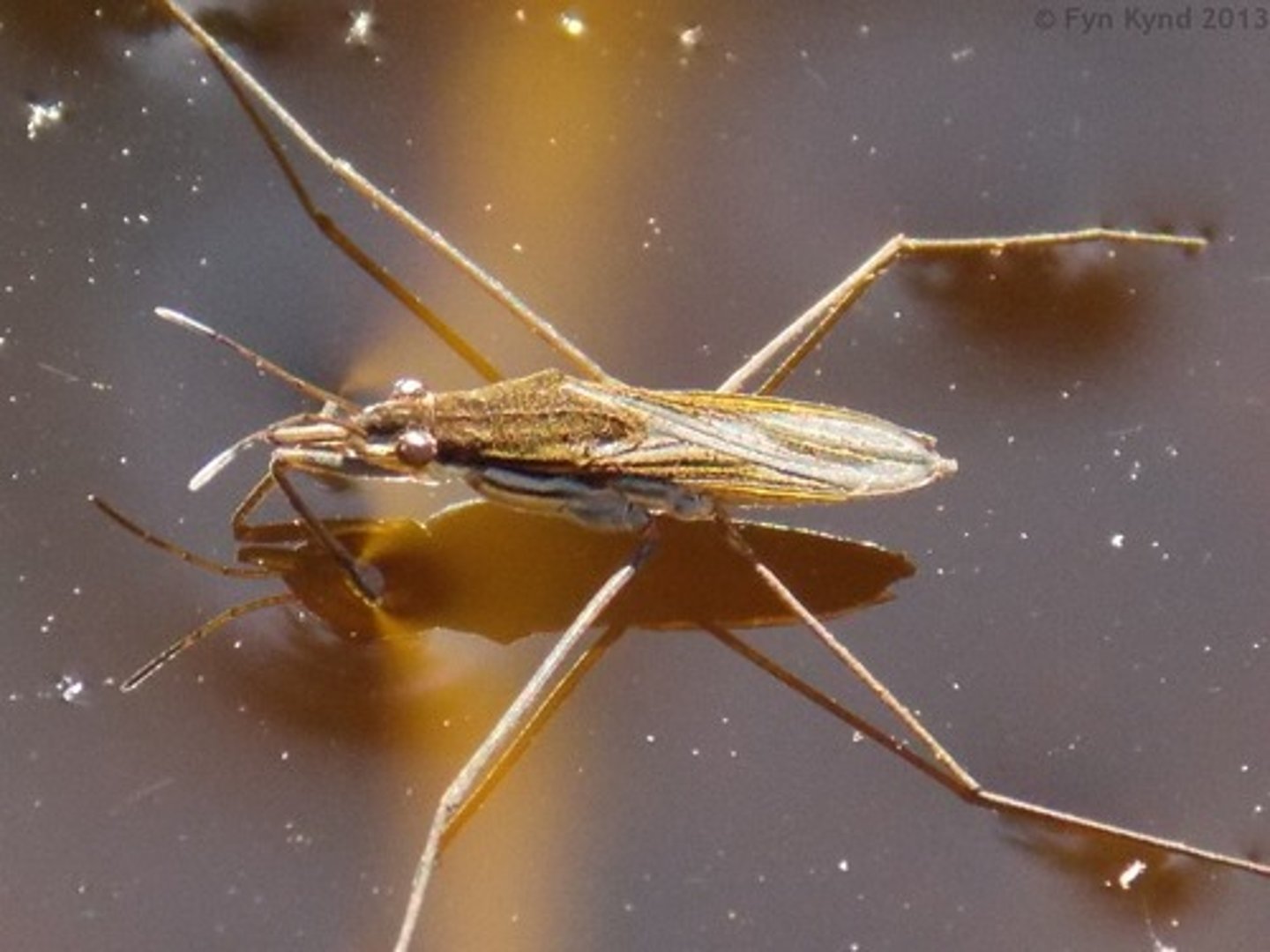 <p>Water striders</p>