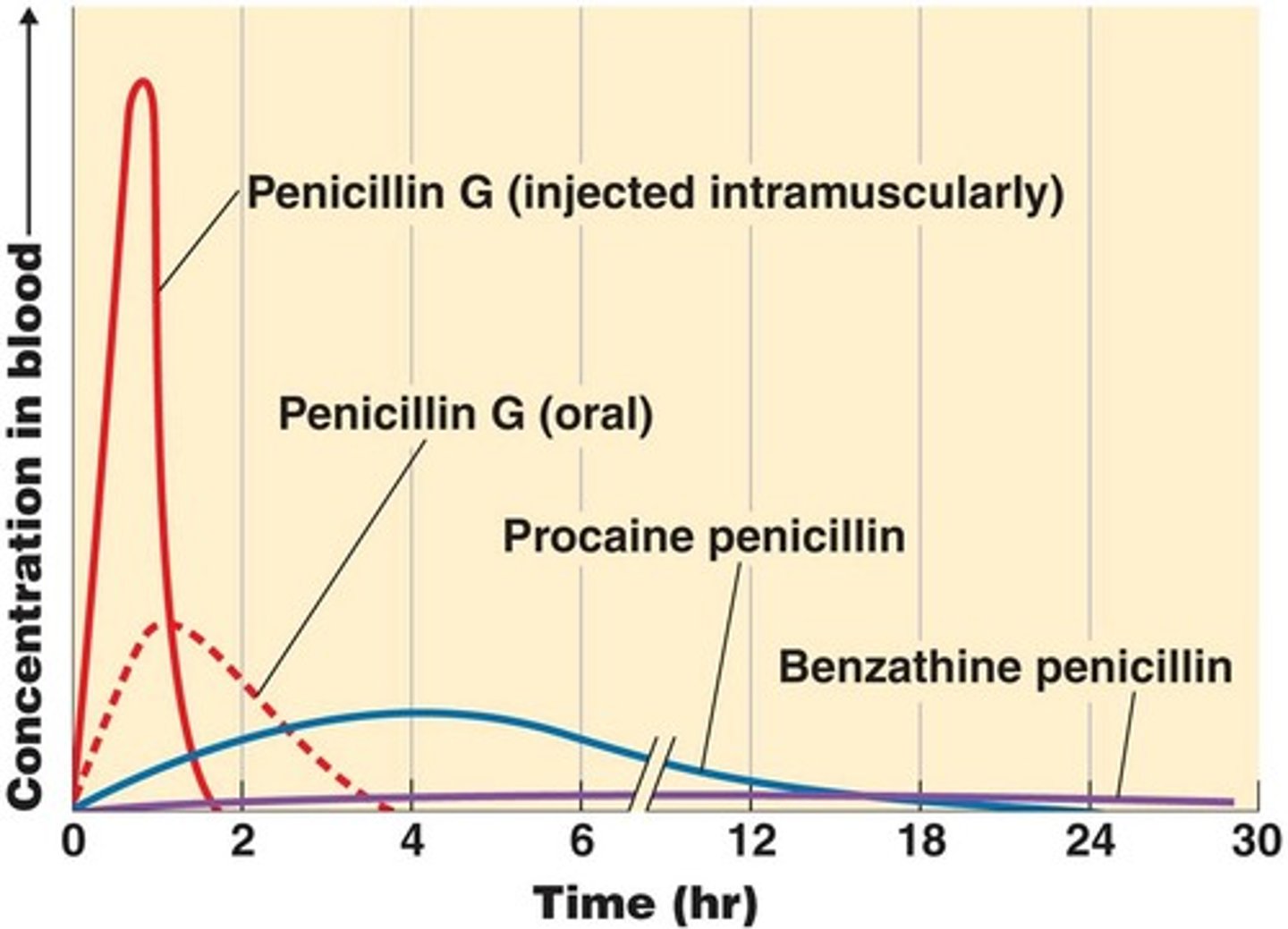 <p>Drug is present in high concentrations in the blood (solid red line) when administered by injection, but disappears quickly.</p><p>Taken orally (dotted red) it is destroyed by stomach acid = not effective</p><p>Blue and purple lines: Penicillin G is combined with compounds procaine and benzathine = possible to improve retention but blood concentration reached is low and the target bacterium needs to be extremely sensitive to the antibiotic.</p>