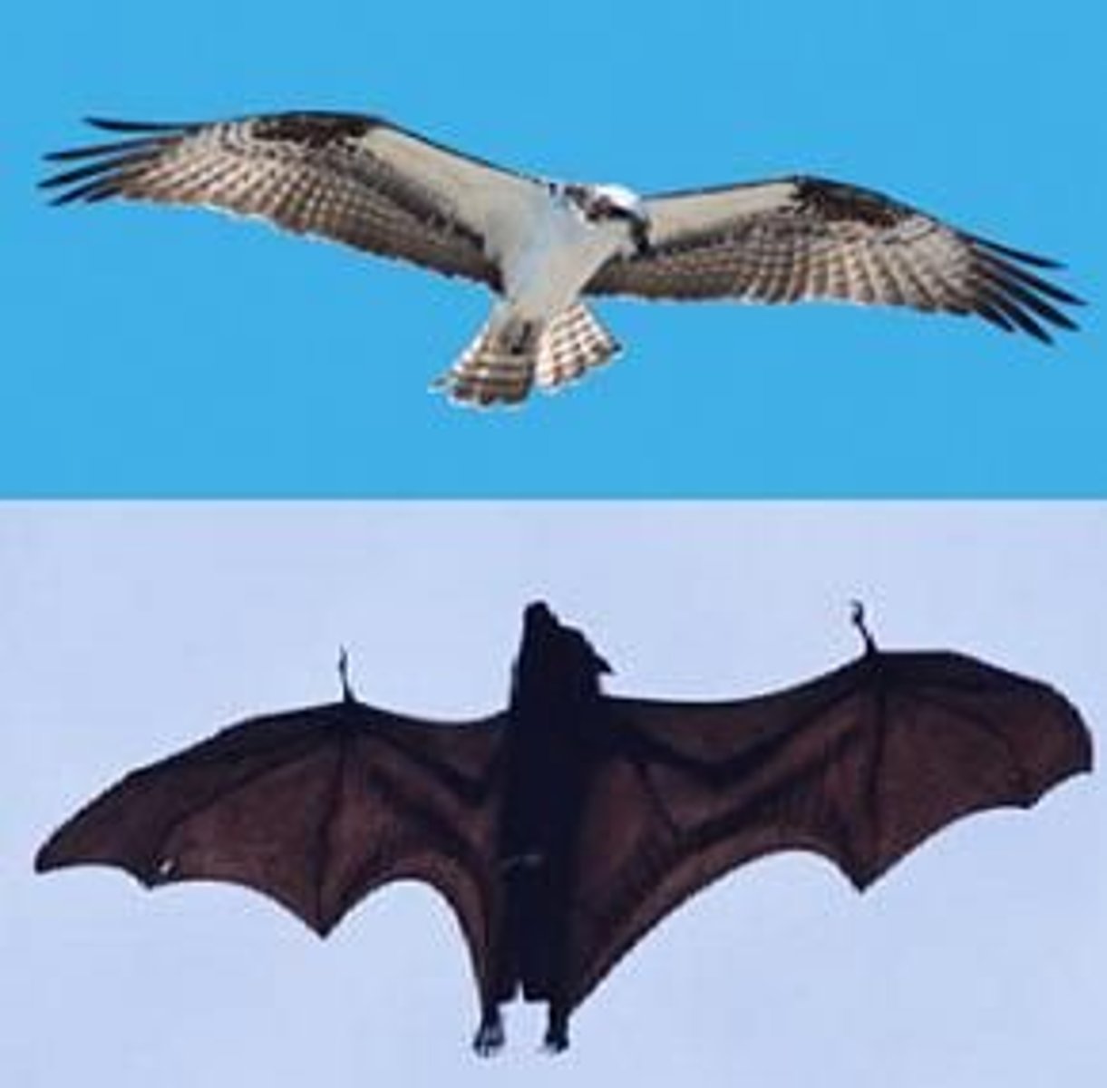 <p>similar adaptations due to similar conditions</p>