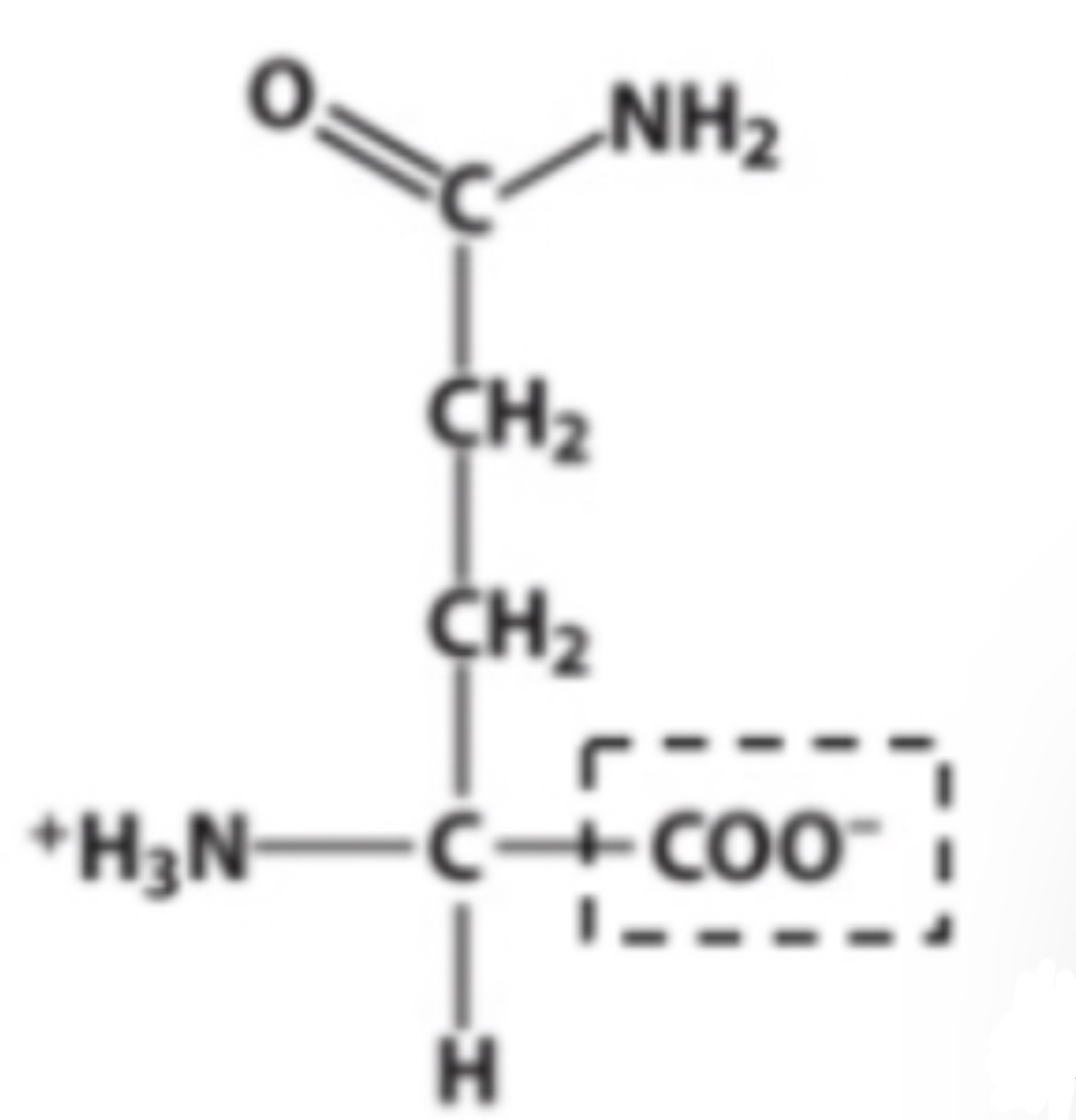 <p>Identify the functional group within the box.</p>