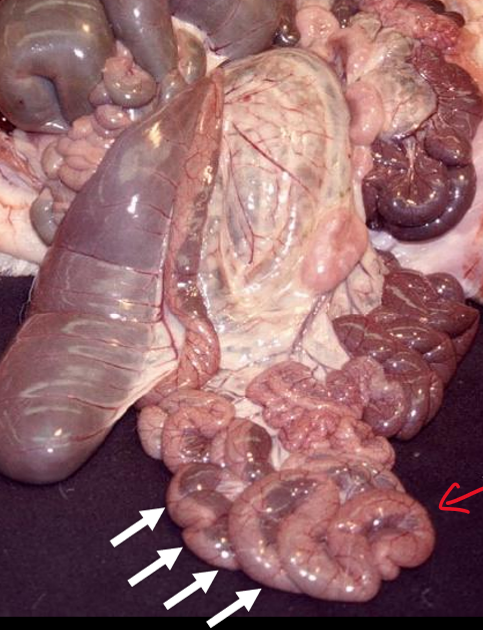 <p>What is this</p>