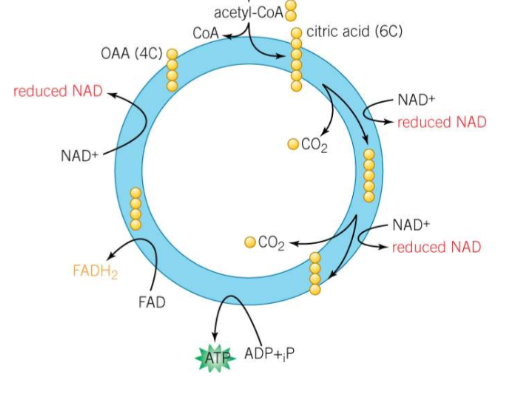 <ul><li><p><strong>Acetylcoenzyme A </strong>(2C) is joined with <strong>oxaloacetate</strong> (4C) to form <strong>citrate </strong>(6C), releasing the coenzyme A</p></li><li><p>The citrate is <strong>decarboxylated twice </strong>by losing two carbon dioxide molecules, producing a<strong> 4C </strong>compound</p></li><li><p>This compound is <strong>dehydrogenated</strong> (oxidised) by losing 5 hydrogens to<strong> reduce 3 NAD and 1 FAD</strong> to NADH and FADH<sub>2</sub></p></li><li><p>The compound loses a <strong>phosphate</strong> group to form <strong>ATP </strong>from ADP (<strong>substrate-level phosphorylation</strong>)</p></li><li><p>This process <strong>regenerates </strong>the <strong>oxaloacetate </strong>molecule</p></li></ul><p></p>