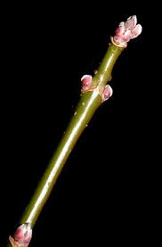 <p>Location: bottomlands</p><p>Leaf: compound leaf, serrated, yellow/green drooping flowers</p><p>Twig: Shinny green, opposite, can be found low on tree</p><p>Bark: branches low, greyish brown</p>