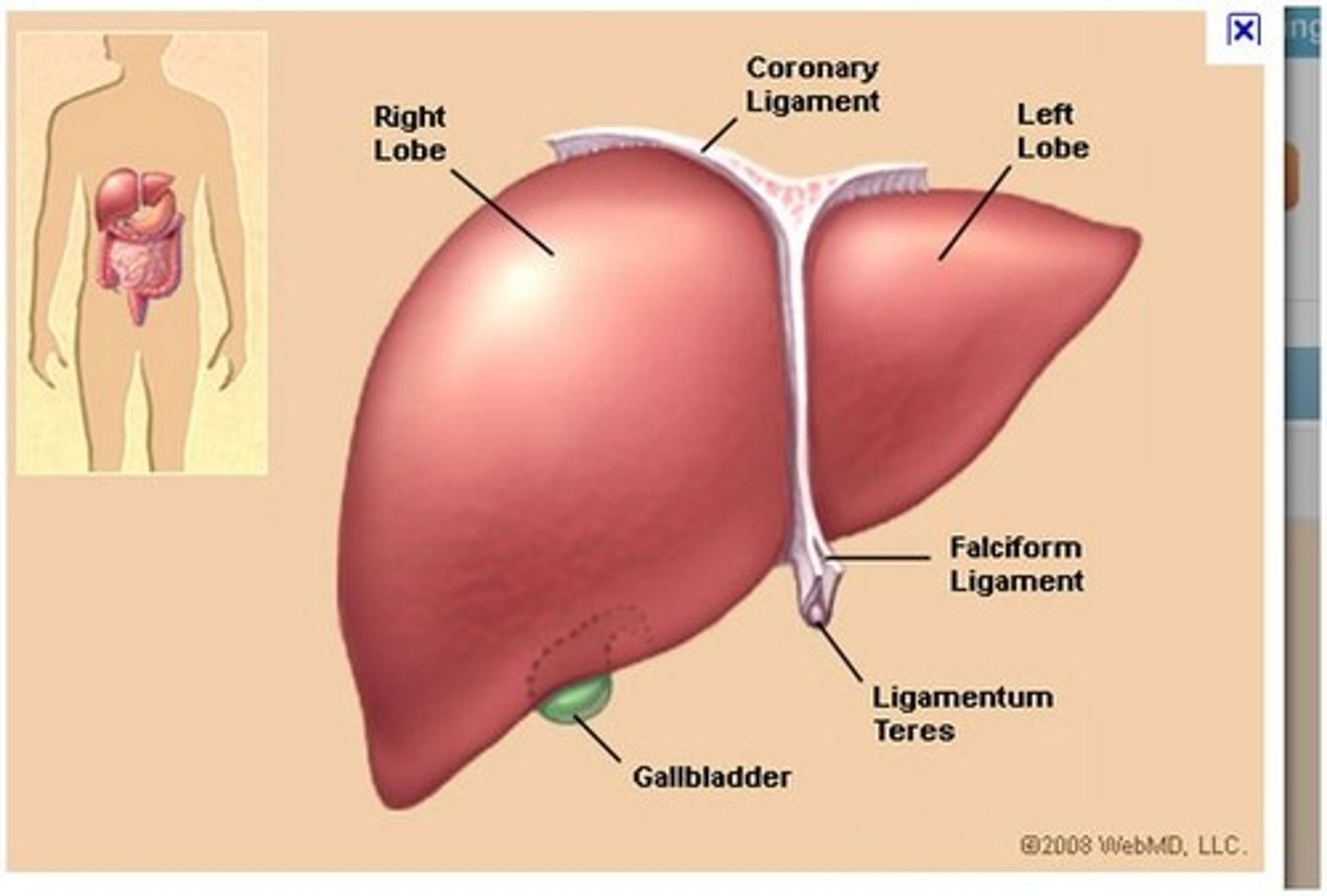 <p>Liver</p>