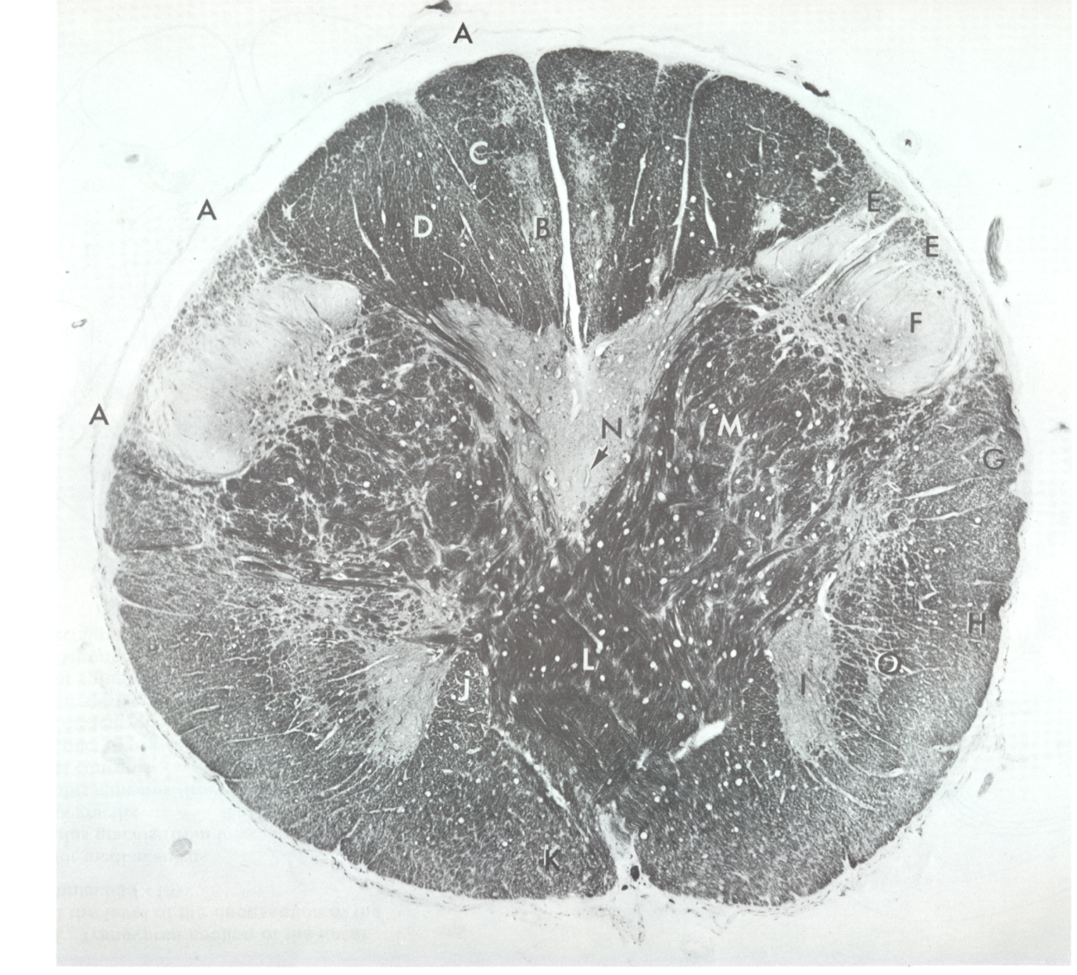 <p>e</p>