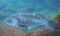 <p>Black Rockfish</p>