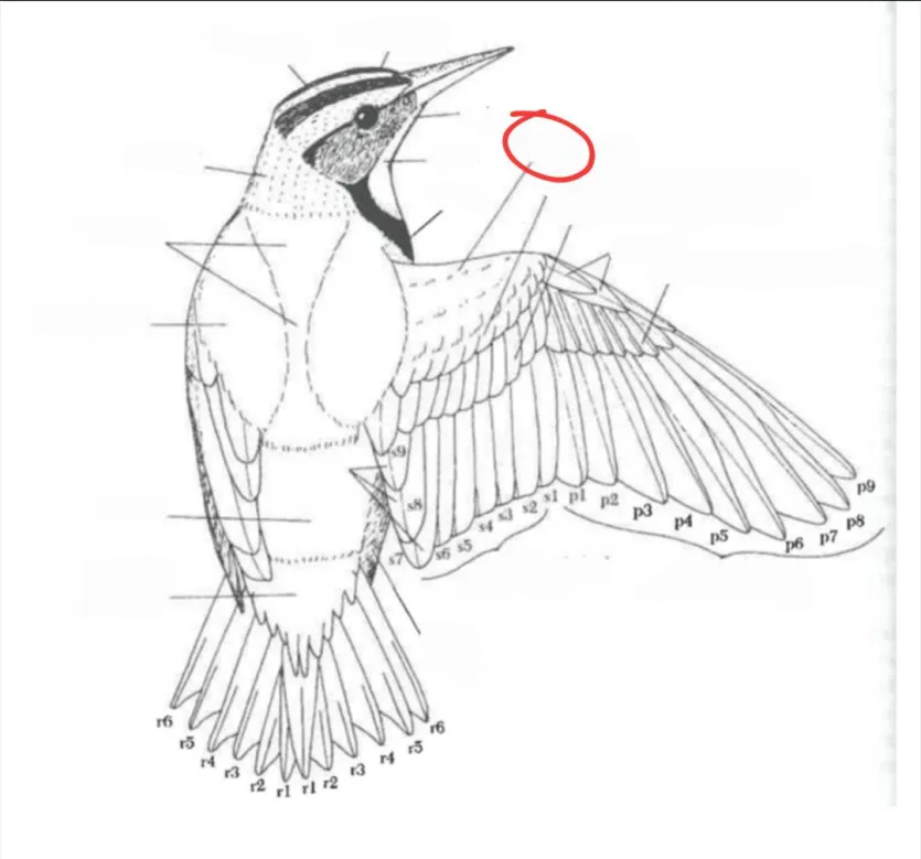 term image