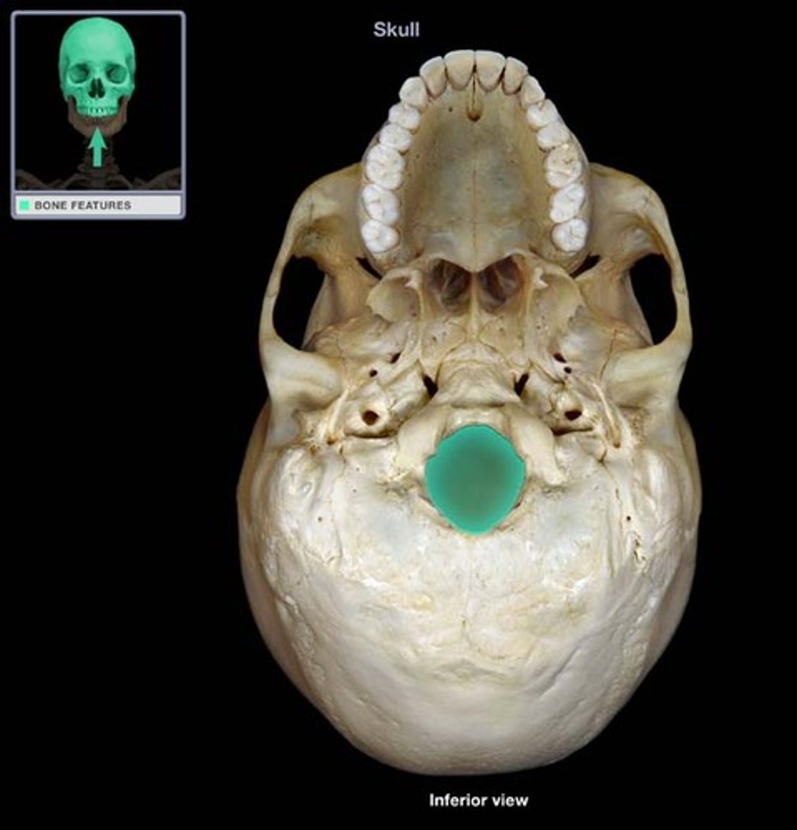 <p>large opening in base of occipital bone which allows the spinal cord to join with the brain</p>