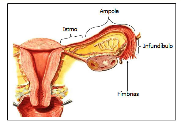 las ______ es parte de las trompas uterinas

* aka fimbrias