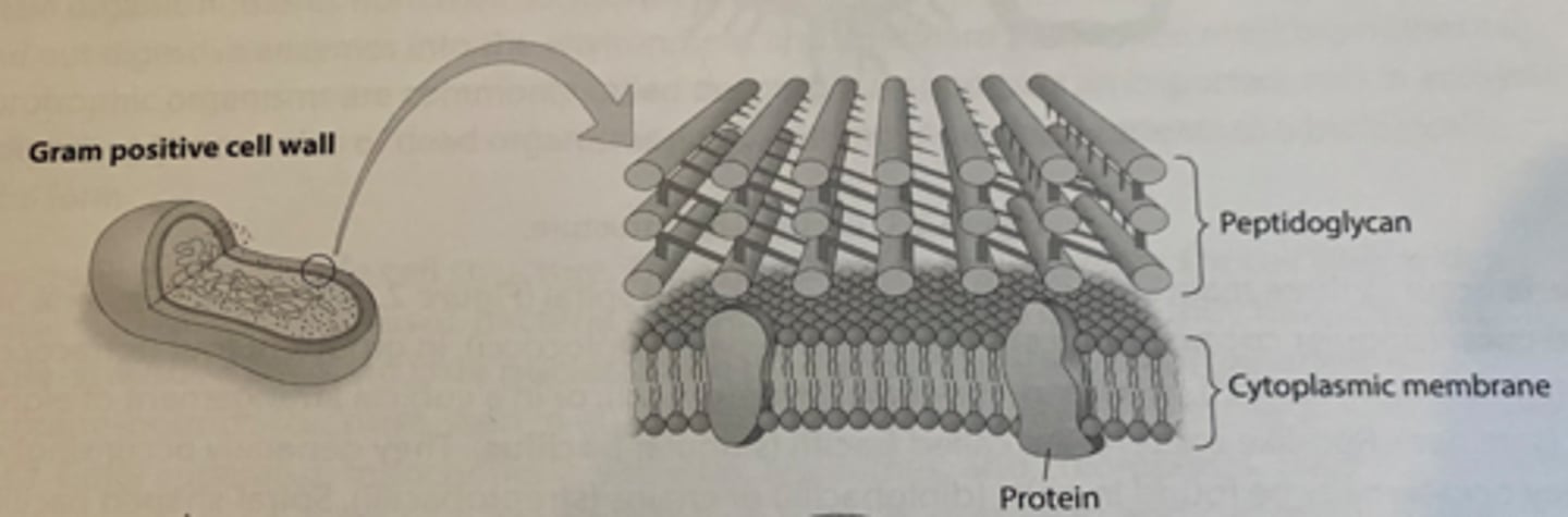 <p>bacteria have a cell wall that is composed of between 60% and 90% peptidoglycan. Multiple layers of peptidoglycan cause the cell wall to be approximately 20-80 mm thick. Appear purple after Gram Staining.</p>
