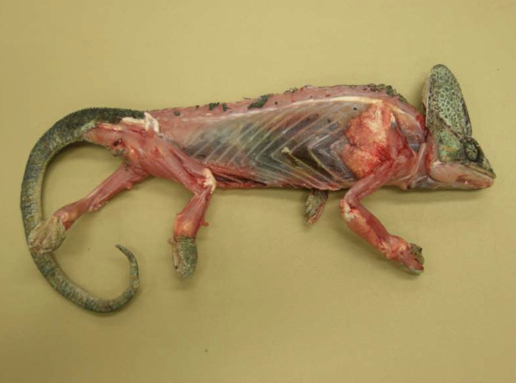 <p>What is this chameleon suffering from?</p>