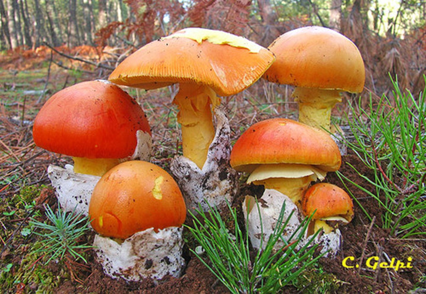 <p>Caesar's mushroom</p>