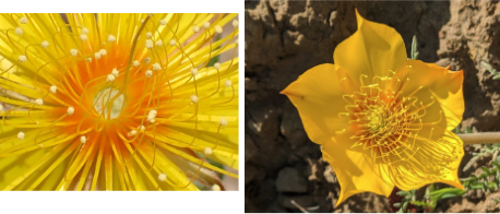<p>Clade: Superasterids (Asterids)</p><p>Order: Cornales</p><ol><li><p>Needle-like, barbed, or stinging hairs</p></li><li><p>Accuminate petals</p></li><li><p><strong>Inferior ovary</strong></p></li><li><p><strong>Many stamens</strong></p></li><li><p>Petal-like <u>staminodes</u></p></li></ol><p></p>
