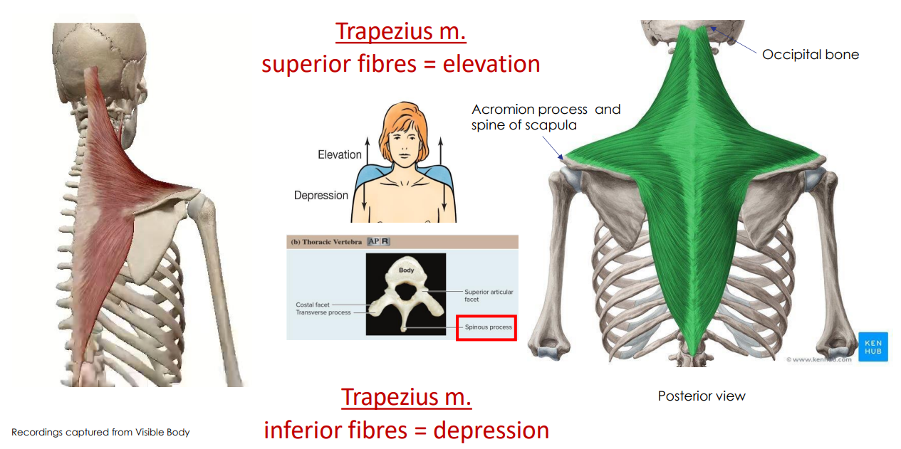 <p>- movement at shoulder joint</p><p>- superior fibres = elevation</p><p>- inferior fibres = depression</p><p>ANIMATION ON SLIDE 13</p>