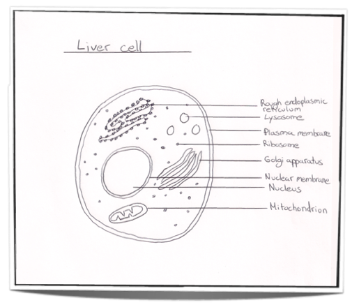 <ul><li><p><strong>Drawing materials:&nbsp;</strong> drawn with a<mark data-color="yellow"> sharp pencil</mark> line on white, unlined paper.&nbsp;</p></li><li><p><strong>Positioning:</strong>&nbsp; It should be centered on the page to add room for labels&nbsp;</p></li><li><p><strong>Size:</strong>&nbsp; It should be a large, clear drawing that occupies at least half a page&nbsp;</p></li><li><p><strong>Labels:</strong>&nbsp; <mark data-color="yellow">labels should be drawn with straight, horizontal lines with a ruler</mark>; labels should form a vertical list &amp; labels should be printed&nbsp;</p></li><li><p><strong>Technique:</strong>&nbsp;<mark data-color="yellow"> Lines should be clear and not smudged, no shading or coloring&nbsp;</mark></p></li><li><p><strong>Scale:</strong>&nbsp; Include a labeled scale bar indicating the estimated size of the sample with the correct number of digits &amp; units</p></li><li><p><strong>Accuracy:</strong>&nbsp; drawn only what is asked for</p></li><li><p><strong>Title:</strong>&nbsp; state what has been drawn and what lens power it was drawn under, informative &amp; centered text (larger than others), including the scientific name italicized or underlined</p></li></ul>