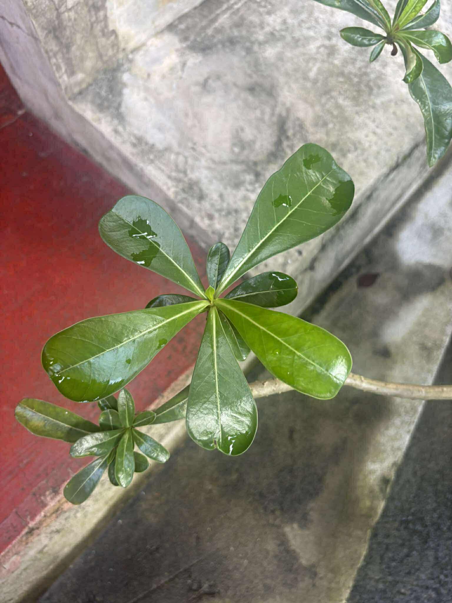 <p>Desert Rose</p><p><em>Adenium obesum </em>(Perennial/Ornamental)</p>