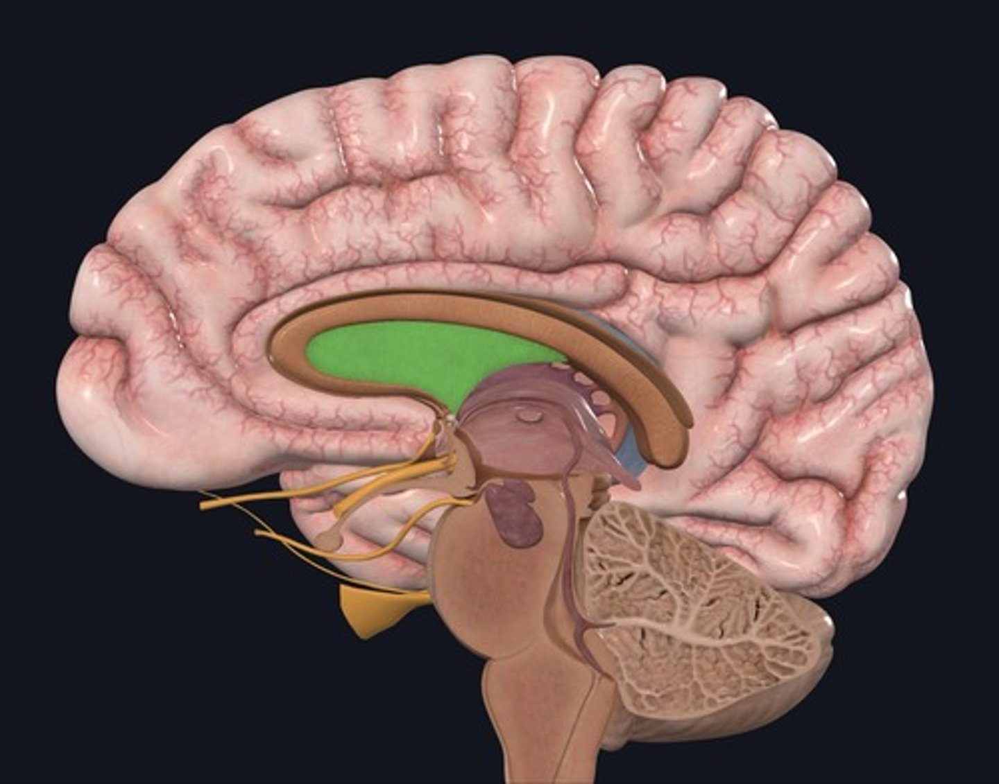 <p>Name the structure highlighted green.</p>