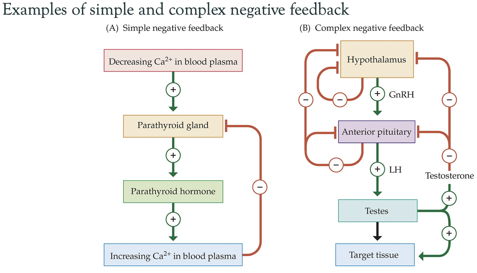 <p>In behavioral endocrinology:</p><ul><li><p><strong>Positive Feedback</strong>: This occurs when a hormone's action enhances or amplifies its own production. For example, during childbirth, oxytocin release increases contractions, which in turn stimulates more oxytocin release.</p></li><li><p><strong>Negative Feedback</strong>: This involves a hormone's action inhibiting its own production. For instance, when cortisol levels rise, they signal the hypothalamus and pituitary to reduce the release of corticotropin-releasing hormone (CRH) and adrenocorticotropic hormone (ACTH), thus lowering cortisol production.</p></li></ul><p></p>