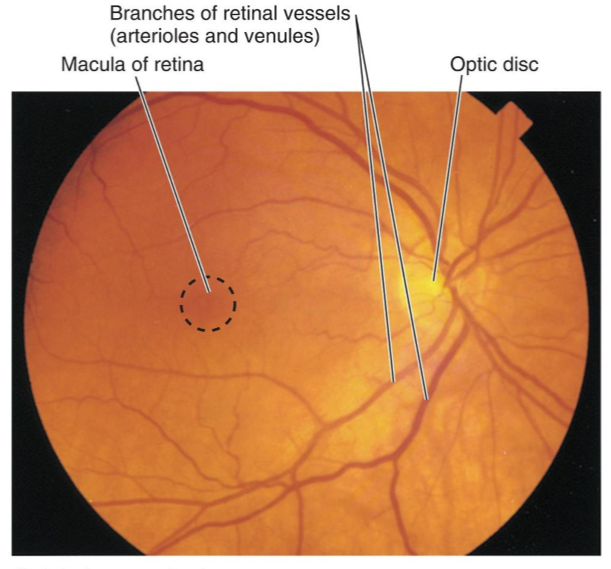 <p>Macula lutea and is <span>responsible for sharp, central vision,</span></p>