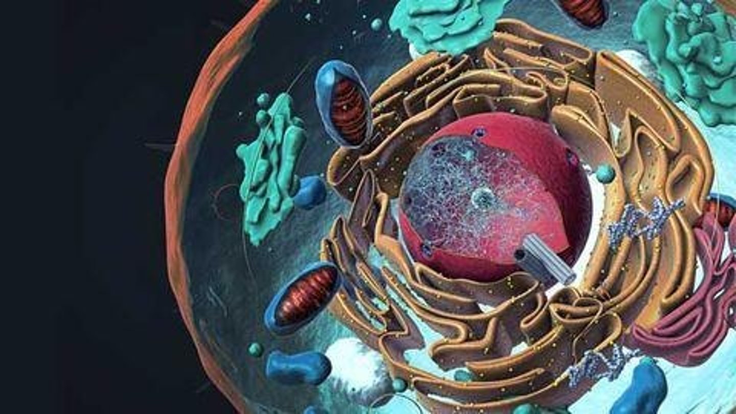 <p>Cells that have a nucleus.</p>