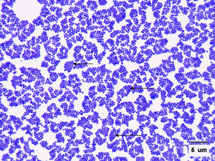 <p>what is the gram stain, morphology, and arrangement</p>