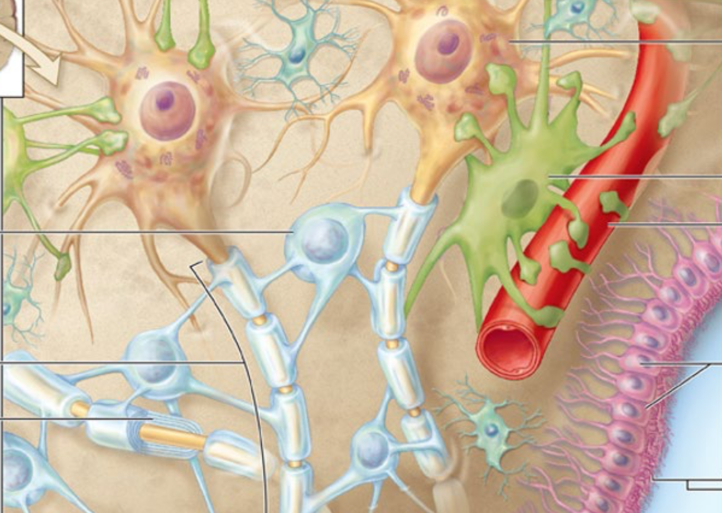 <p>Point out all the glial cells</p>