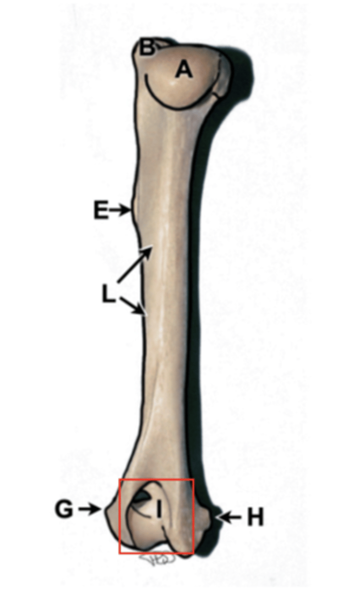 <p>Indentation above the condyles of the humerus, depression of distal humerus, receives olecranon on extension</p>